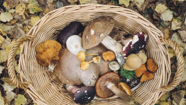 Mushrooms of Luxembourg: edible, inedible, and how to avoid mistakes when foraging